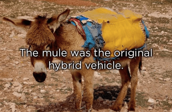 Photo of a mule with the caption, the mule was the original hybrid vehicle.
